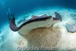 Ray During Lift Off :  
Taken with Canon 5D in Subal Hou... by Bradley Floden 